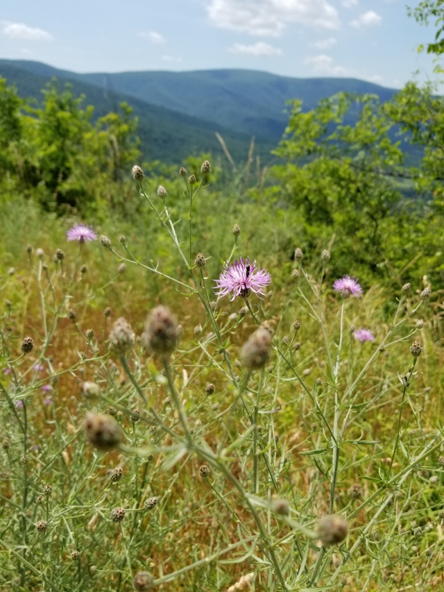 Swamp thistle or Cirsium muticum is found throughout Shenandoah National Park.